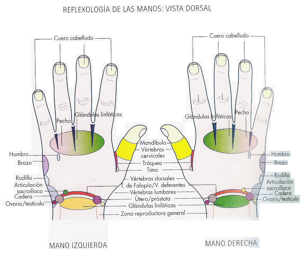 Masaje de reflexología para las manos « Xiao Ying Massage Blog